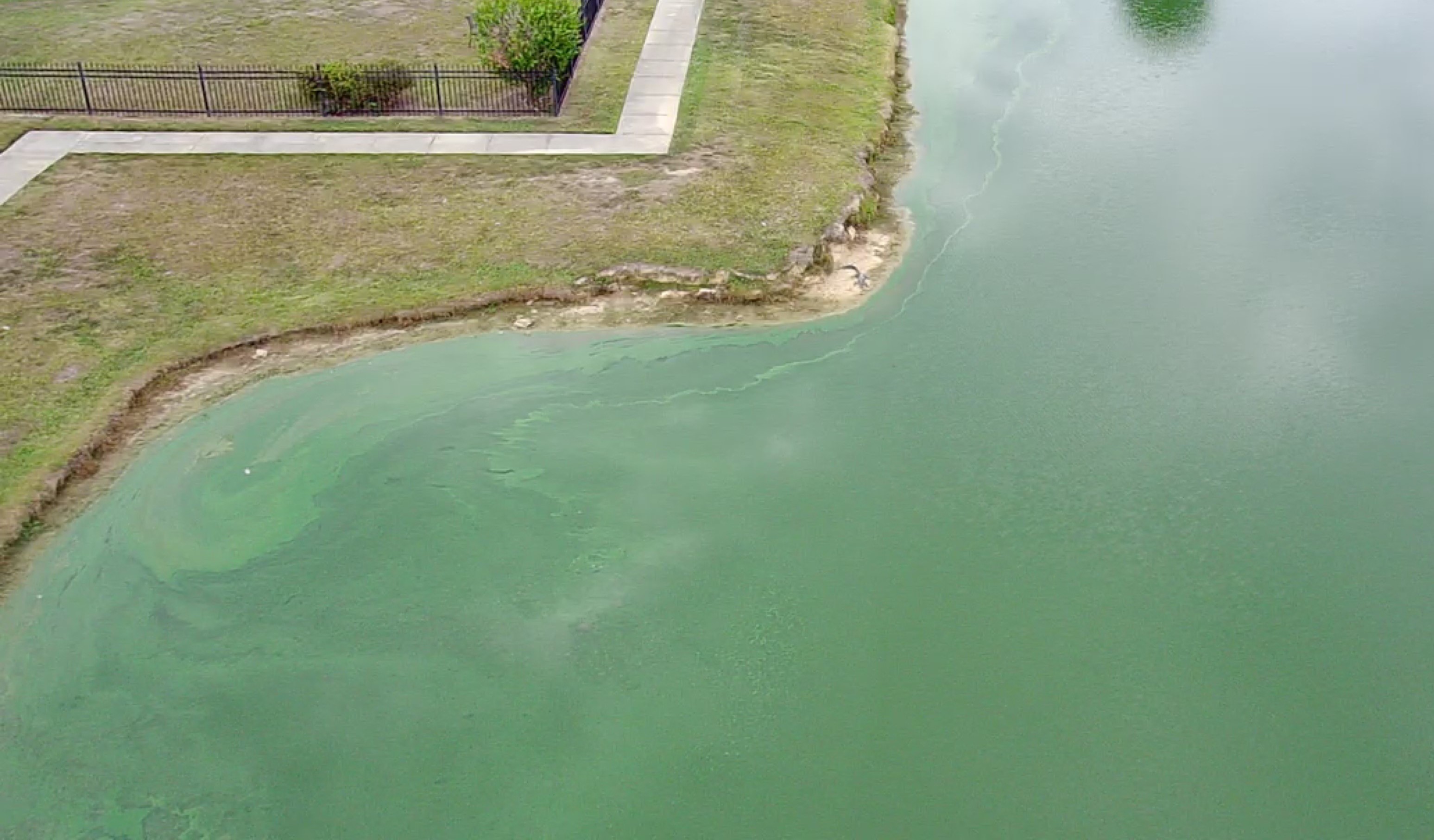 LSU AgCenter scientist explains small pond turnover 